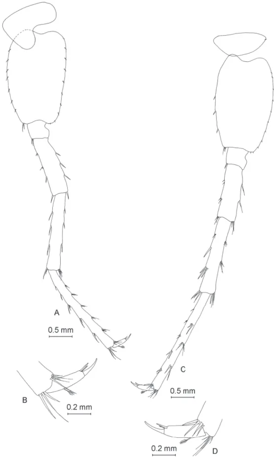 Fig. 7. ♂. A. Pereopod VI. B. Dactylus of pereopod VI. C. Pereopod VII. D. Dactylus of pereopod VII.