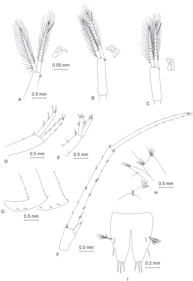 Fig. 8. ♂. — A–C. Pleopods with detail of retinacles A. Pleopod I. B. Pleopod II. C. Pleopod III