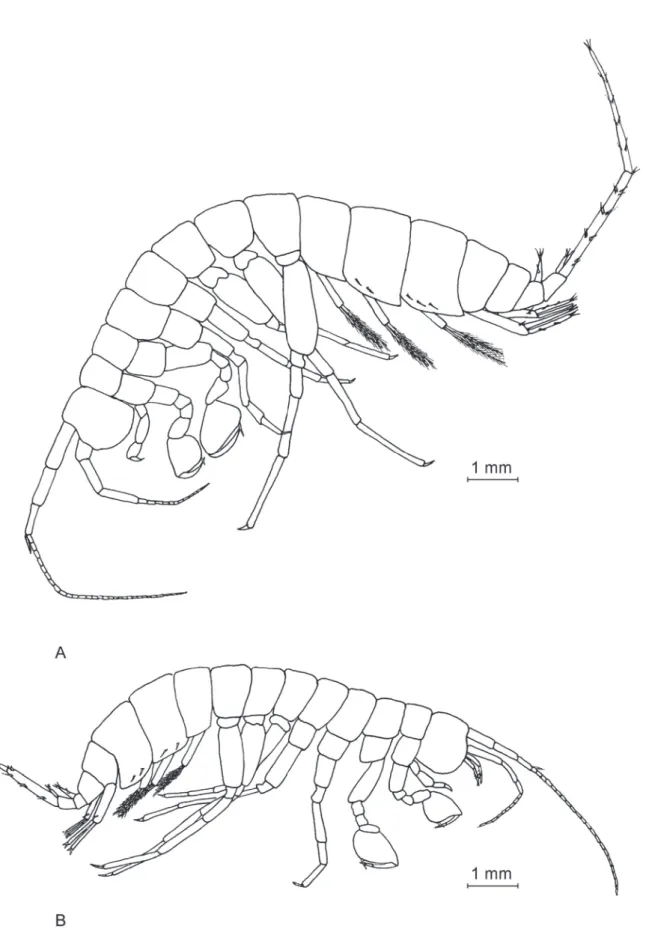 Fig. 2. General appearance of Niphargus dancaui sp. nov. A. ♂. B. ♀.