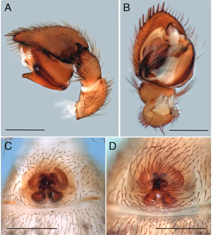 Fig. 8.  Ballomma haddadi gen. et  sp. nov. A–B. Holotype, ♂.  C–D.  ♀♀ (MRAC 132641)
