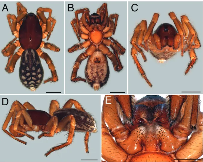 Fig. 9. Ballomma legala gen. et sp. nov. Holotype, ♀. A. Habitus, dorsal view. B. As preceding, ventral  view