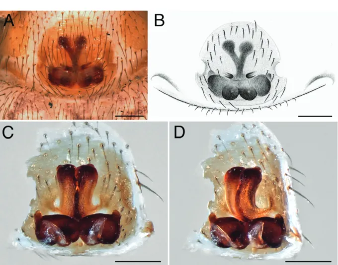 Fig. 10.  Ballomma legala gen. et  sp. nov. Holotype, ♀. A. Epigyne, ventral view. B. As preceding,  ventral view