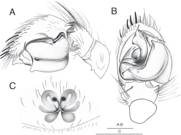 Fig. 3. Ballomma erasmus gen. et sp. nov. A–B. Holotype, ♂. C. Paratype, ♀. A. Male palp, retrolateral  view