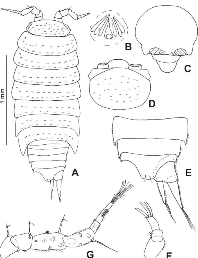 Fig. 4. Trichoniscoides bellesi Reboleira &amp; Taiti sp. nov. from Algar do Javali, Montejunto