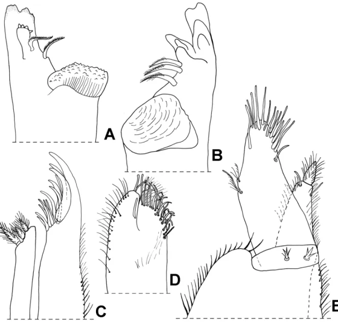 Fig. 8. Trichoniscoides sicoensis Reboleira &amp; Taiti sp. nov. from Gruta da Cerâmica, Sicó, paratype, ♂