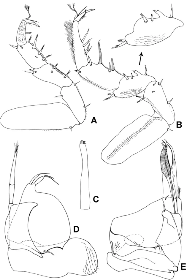 Fig. 9. Trichoniscoides sicoensis Reboleira &amp; Taiti sp. nov. from Gruta da Cerâmica, Sicó, paratype, ♂
