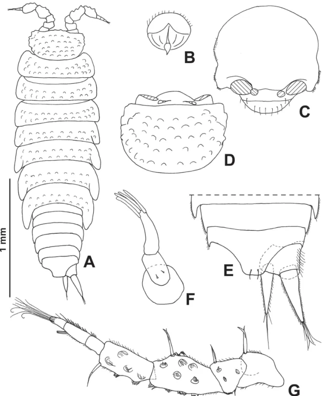 Fig. 10. Metatrichoniscoides salirensis Reboleira &amp; Taiti sp. nov. from Gruta de Salir, Caldas da Rainha  typhonic valley