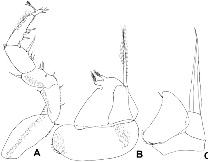 Fig. 2. Trichoniscoides machadoi Vandel, 1946 from Gruta d’el Rey, Cantanhede-Outil, ♂