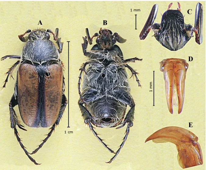 Fig. 1. Pseudostegopterus melolonthinoides gen. et sp. nov. Holotype, ♂ (ISAM).  A. Dorsal habitus