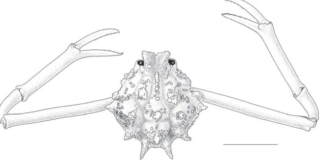 Fig. 2. Praebebalia  fungifera sp. nov., holotype, ♂ ( 8.8 mm) (MNHN-IU-2013-5996). Carapace and  chelipeds, dorsal view