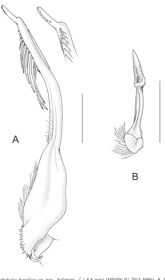 Fig. 3.  Praebebalia  fungifera sp. nov., holotype, ♂ ( 8.8 mm) (MNHN-IU-2013-5996). A