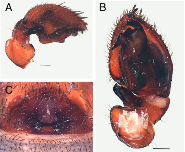 Fig. 9. Palindroma avonova  gen. et sp. nov. A–B. Holotype, ♂. C. ♀ from Maringa Forest