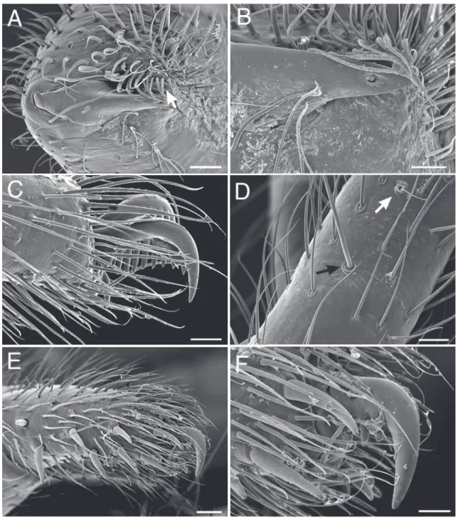 Fig. 1. Palindroma morogorom  gen. et sp. nov. Scanning electron miocrographs. A–D. ♂ from Kigogo  Reserve