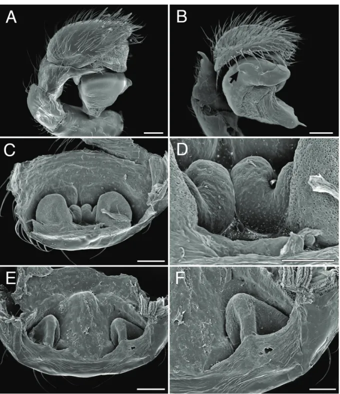 Fig. 2. — A–D. Palindroma morogorom  gen. et sp. nov. Scanning electron miocrographs. A–B