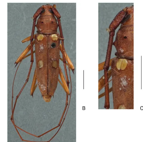Fig. 2. A.  Eburia  (Eleutho)  consobrinoides  Vitali, 2007, syntype, ♀. — B–C.  Eburia  (Eleutho)  stroheckeri Knull, 1949, holotype, ♂