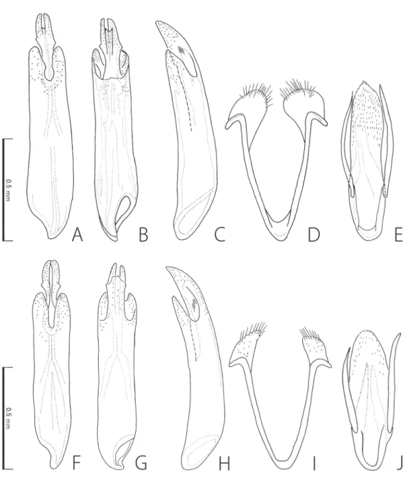 Fig. 2. Male genitalia of Caccothryptus spp. A–E. Caccothryptus taiwanus sp. nov. F–J