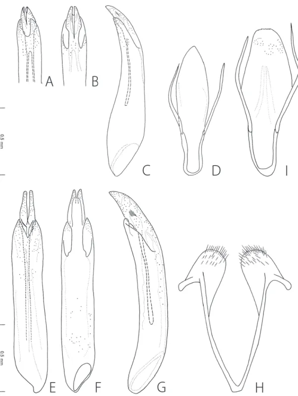 Fig. 3. Male genitalia of Caccothryptus spp. A–D. Caccothryptus tibetanus sp. nov. E–I