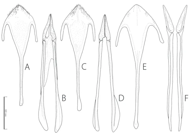 Fig. 4. Female genitalia of Caccothryptus spp. A–B. Caccothryptus taiwanus sp. nov. C–D