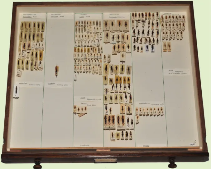 Fig. 3. A drawer of the British Dermaptera collection, the Manchester Museum. 