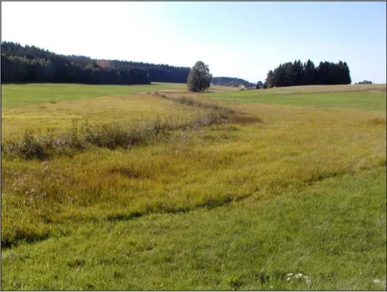 Abb. 1: Feuchtwiese am Quell-Lauf der Feldaist nördlich Oberrauchenödt