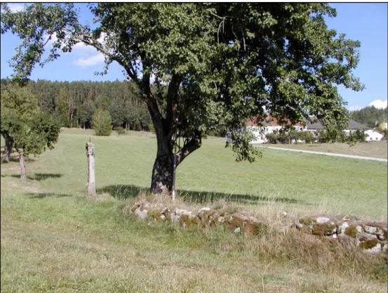 Abb. 5: Obstbaumreihe mit Trockenmauer und Marterl nördlich Schlag; im Hintergrund Kiefernrein- und -mischbestände