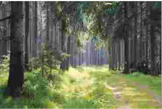 Foto 05009: Die Forststraßen im Böhmerwald werden tw auch als Wanderwege und Langlaufloipen genutzt © grün integral