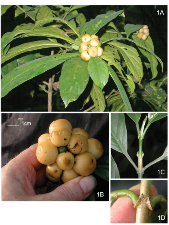 Fig. 1.  Gaertnera luteocarpa sp. nov. subsp. luteocarpa.  A. Habit in fruit. B. Fruits