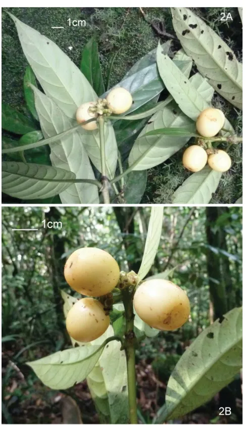 Fig. 2. Gaertnera luteocarpa sp. nov. subsp. sinoensis subsp. nov. A. Fruits and leaves