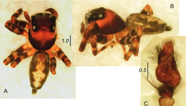 Fig. 1.  Thiratoscirtus oberleuthneri sp. nov., holotype, male. A. General appearance, dorsal view