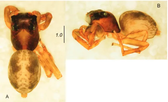 Fig. 4. Thiratoscirtus lamboji sp. nov, holotype, female. A. General appearance, dorsal view