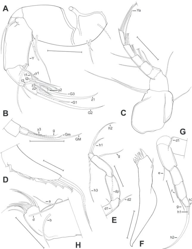 Fig. 3. Limbs of Pseudocandona agostinhoi sp. nov. (♂).  A. A2 (MZUSP 32656). B. A2, detail of the  last segment (MZUSP 32656)