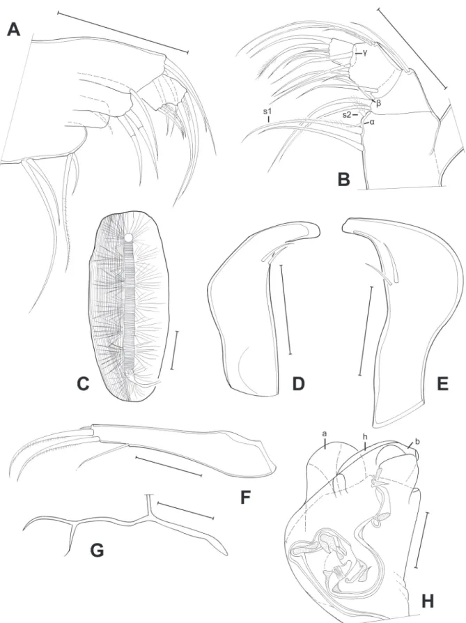 Fig. 4. Limbs of Pseudocandona agostinhoi sp. nov. (♂). A. Mx1 (MZUSP 32653). B. Md palp (MZUSP  32655)