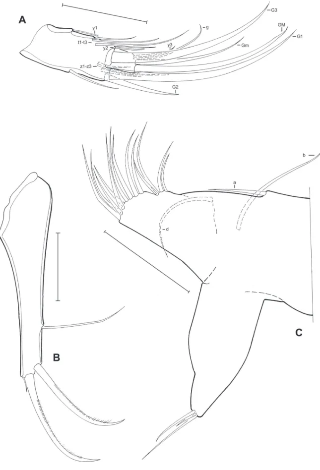 Fig. 5. Limbs of Pseudocandona agostinhoi sp. nov. (♀).  A. A2, detail of the last segments (MZUSP  32654)