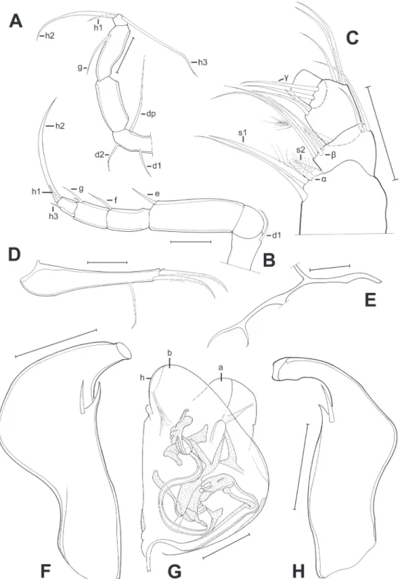 Fig. 7. Limbs of Pseudocandona cillisi sp. nov. (♂). A. T3 (MZUSP 32673). B. T2 (MZUSP 32673)