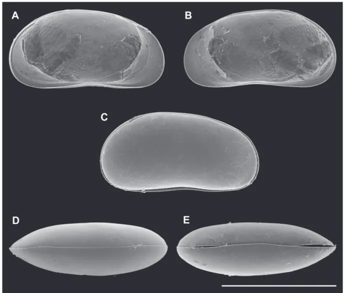 Fig. 8. Valves of Pseudocandona claudinae sp. nov. (♀). A. LV, internal view (MZUSP 32683)