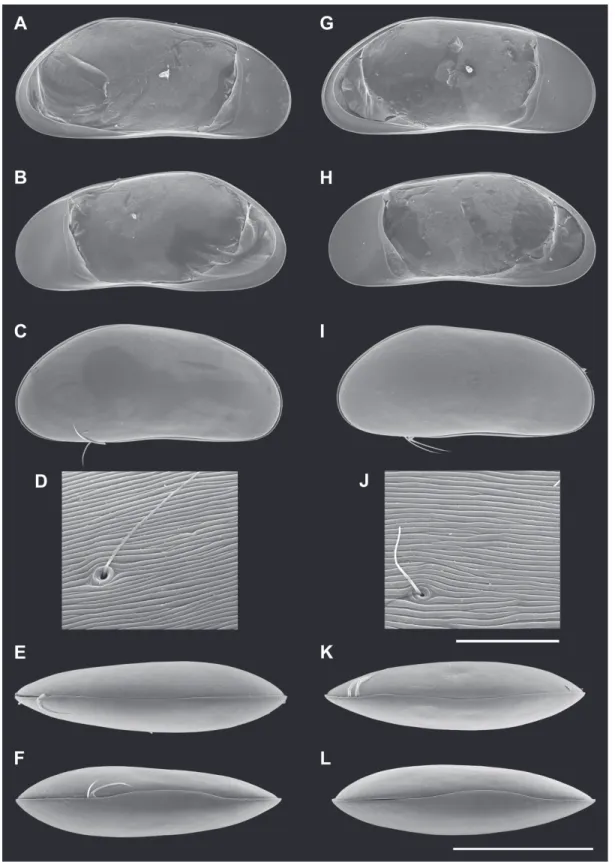 Fig. 10. Valves of Candobrasilopsis elongata sp. nov. A–F ♂ and G–L ♀. A, G. LV, internal view (A =  MZUSP 32687, G = MZUSP 32686)