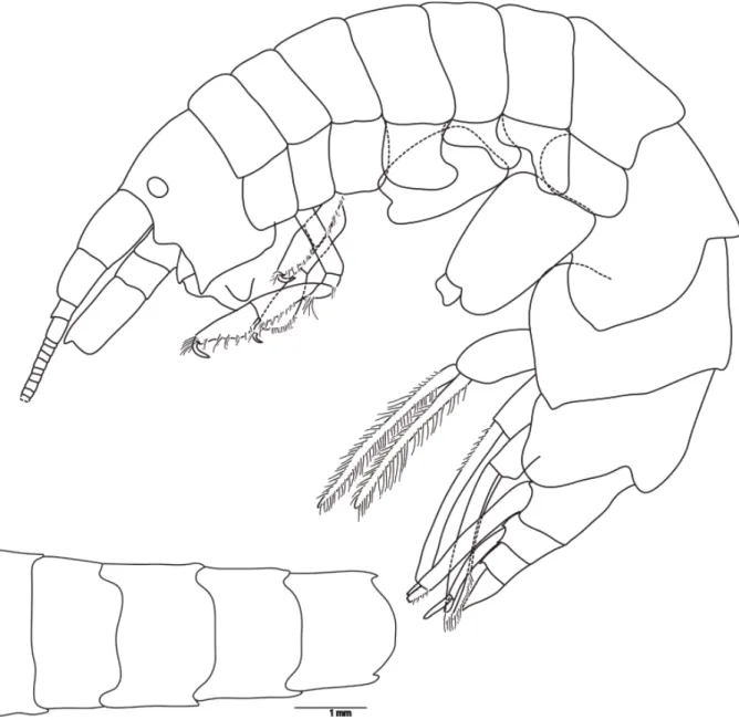Fig. 2.  Halirages helgae sp. nov. A. Holotype, ♀, 10 mm long. B. Dorsal side, showing bilobed posterior  margin of pereonite 7; paratype 1, ♀, 10 mm long.