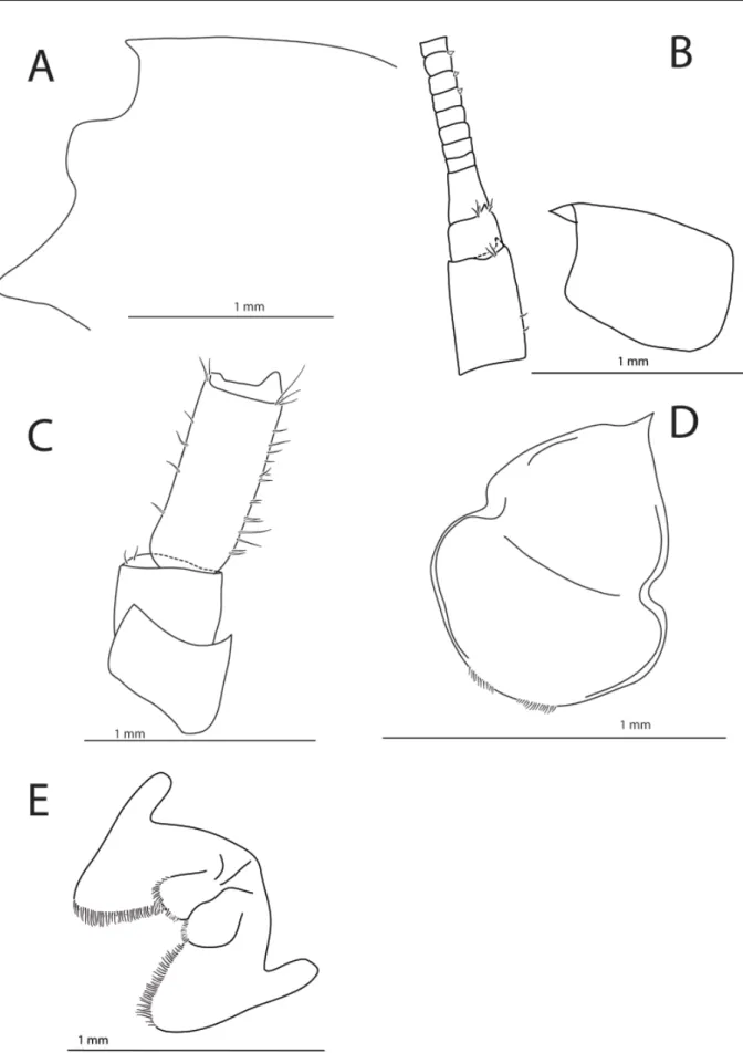 Fig. 3. Halirages  helgae sp. nov., holotype, ♀, 10 mm long. A. Head. B. Antenna 1. C