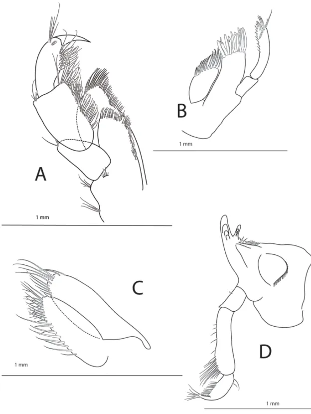 Fig. 4. Halirages helgae sp. nov., holotype, ♀, 10 mm long. A. Maxilliped. B. Maxilla 1
