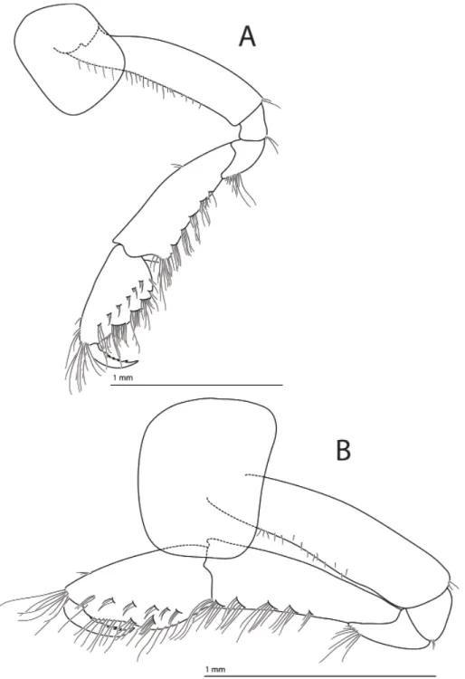 Fig. 5. Halirages helgae sp. nov., holotype, ♀, 10 mm long. A. Gnathopod 1. B. Gnathopod 2.