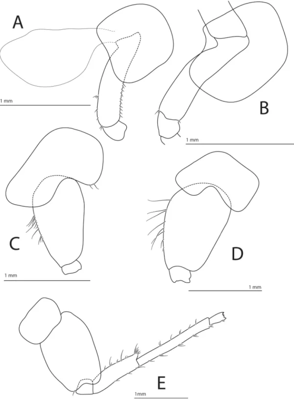Fig. 6.  Halirages helgae sp. nov. A–D. Holotype, ♀, 10 mm long. A. Pereiopod 3. B. Pereiopod 4
