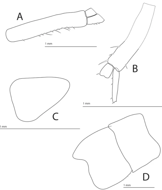 Fig. 7. Halirages  helgae sp. nov., holotype, ♀, 10 mm long. A. Uropod 1. B. Uropod 2