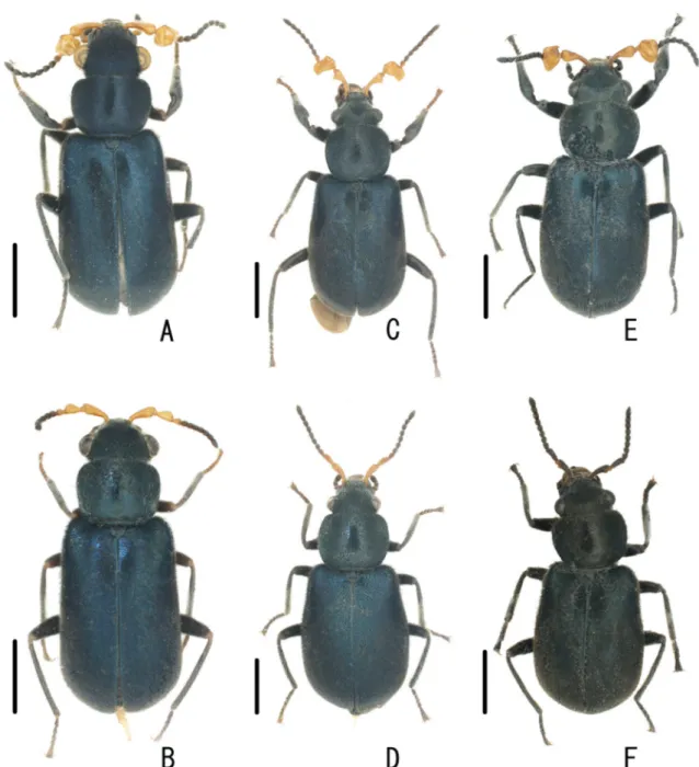 Fig. 5. Dorsal habitus of Laius spp. of ♂ (holotypes A, C, E) and ♀♀ (paratypes B, D, F)