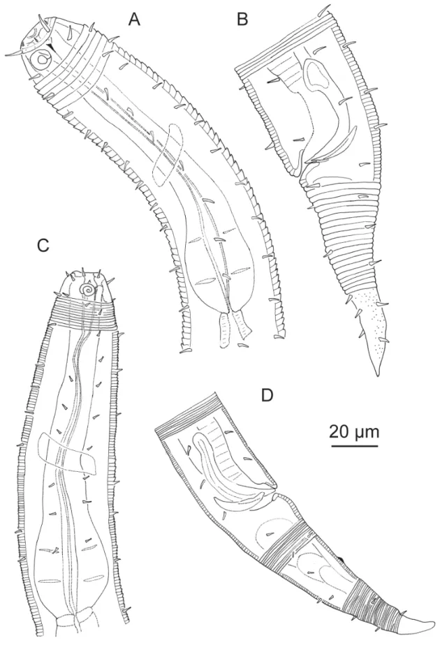 Fig. 6. A–B. Desmodora pontica Filipjev, 1922, ♂. A. Anterior region.  B. Tail region, partim in surface  view and copulatory apparatus