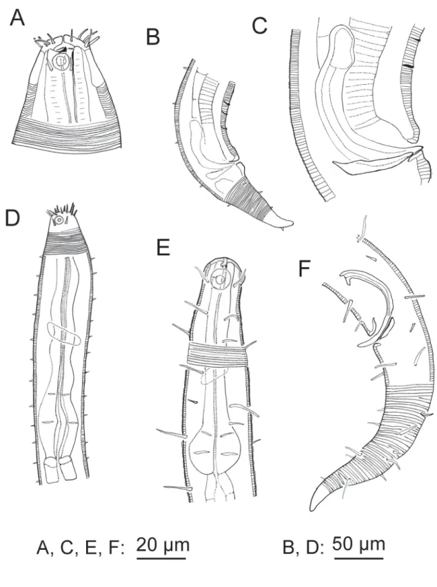 Fig. 1. A–D.  Acanthopharynx denticulatus Wieser, 1954, ♂. A. Head region. B. Tail region