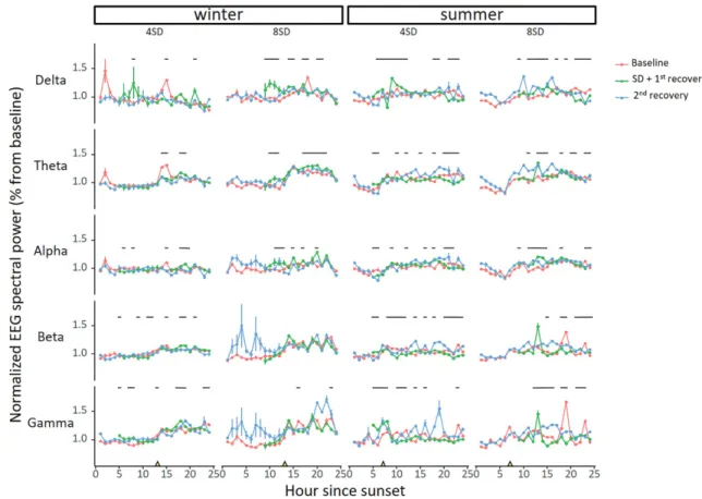 Figure 6.  Changes in NREM sleep EEG power following sleep deprivation. Relative spectral NREM sleep EEG power during the baseline, SD and recovery day in winter  (left panels, 4SD: n = 8; 8SD n = 6) and summer (right panels, 4SD: n = 7; 8SD n = 8) for the