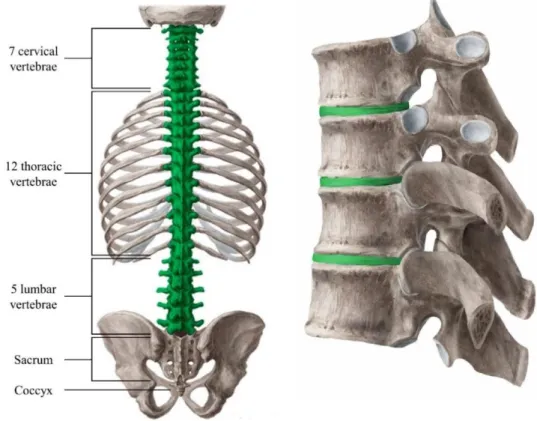 Figure 1: Left: The human spine and its 5 regions. The green section highlights the part of the  spine that contains individual vertebrae and IVDs