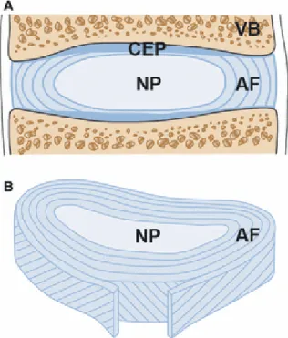 Figure 2: A) Schematic representation of the sagittal section of an IVD with the adjacent vertebrae  (VB)  and  cartilaginous  endplates  (CEPs)  at  the  superior  and  inferior  faces,  and  the  annulus  fibrosus  (AF)  surrounding  the  nucleus  pulpos