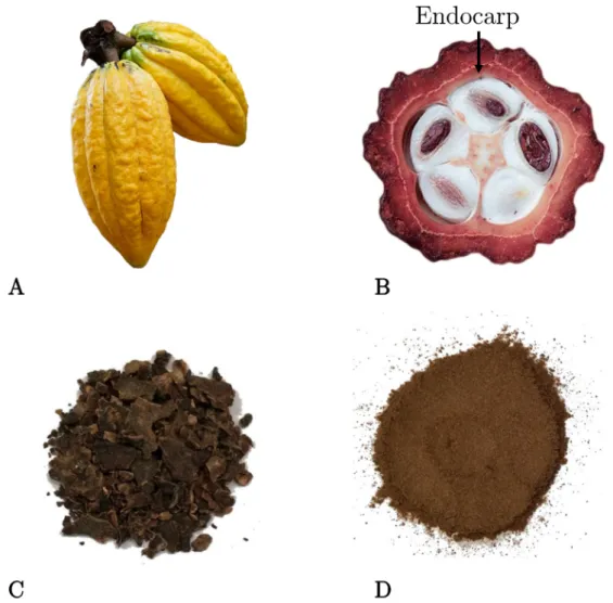 Fig. 2. Intermediate processing steps from cocoa pod to the final cocoa-pod endocarp powder