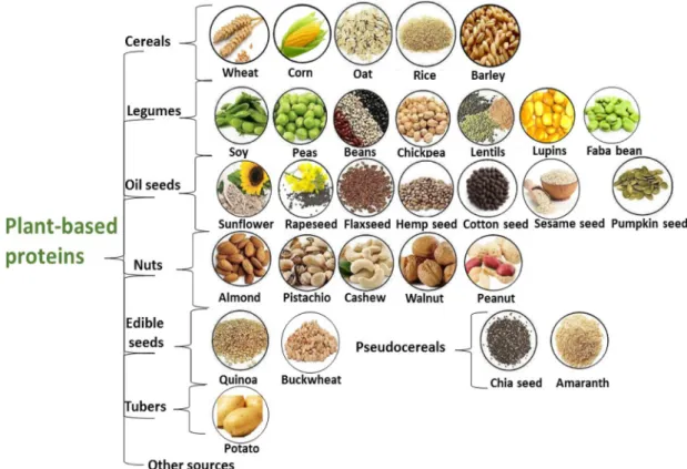 Fig. 1. Major sources of plant-based proteins.  